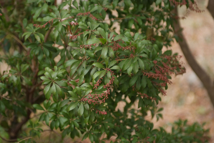 마취목 - Japanese andromeda, Japanese pieris,Dwarf Lilly-of-the-Valley Shrub, Pieris japonica