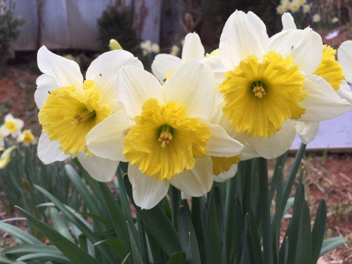 수선화 - daffodil, Narcissus tazetta var. chinensis