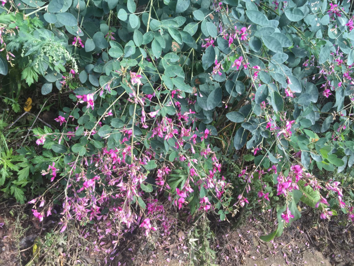 싸리 - Lespedeza bicolor