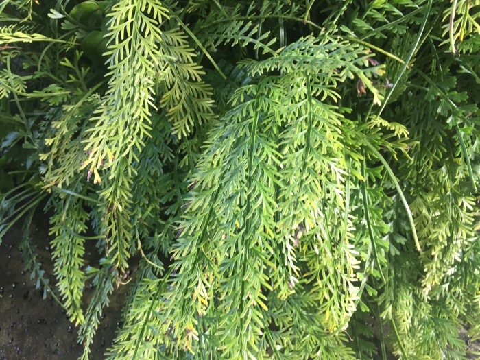 숫돌담고사리 - Asplenium prolongatum Hook.