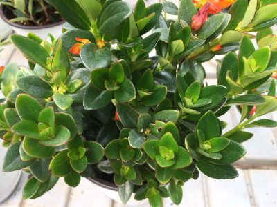 네마탄서스 사진 - Nematanthus gregarius Photos
