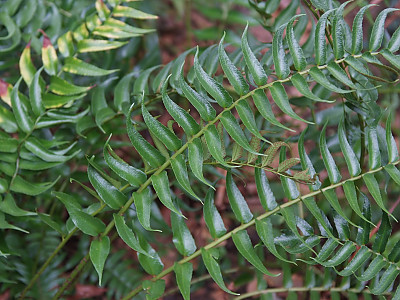 도깨비고비 사진 - Cyrtomium falcatum (L.) Presl Photos