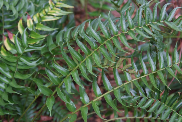 도깨비고비 - Holly Fern, Cyrtomium falcatum (L.) Presl