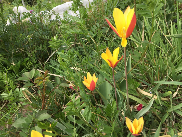 튤립 - Tulip, Tulipa gesneriana