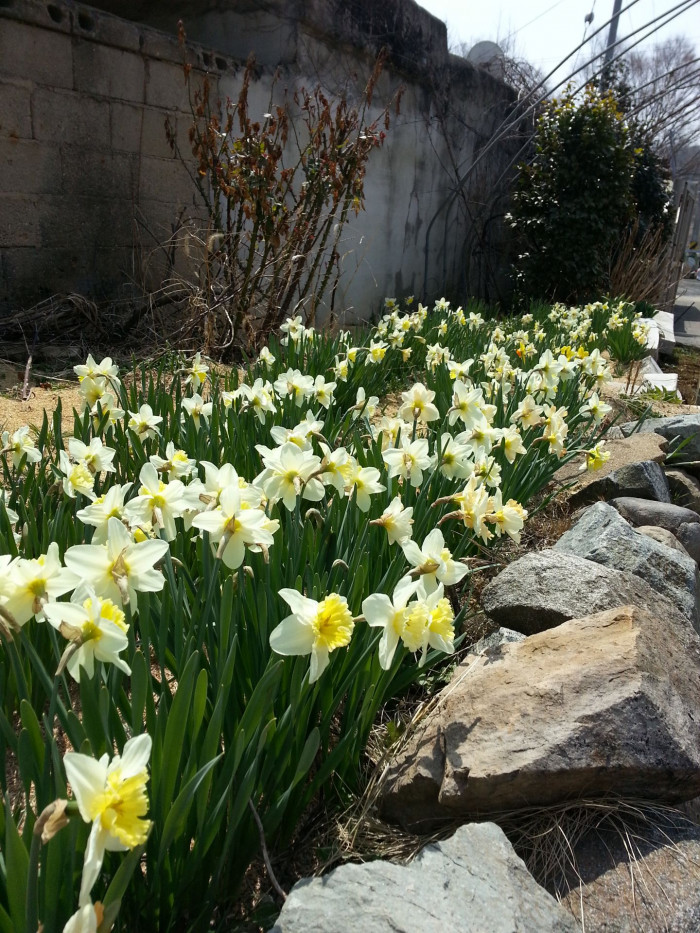 수선화 - daffodil, Narcissus tazetta var. chinensis