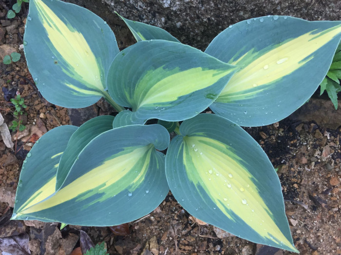 비비추 - 리멤버미, Hosta longipes (Franch. & Sav.) Matsum.