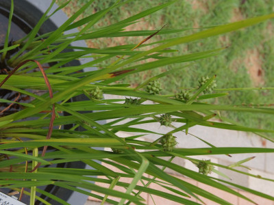 흑삼릉 사진 - Sparganium erectum L. Photos
