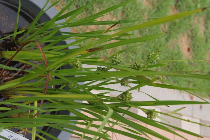 흑삼릉 - Sparganium erectum L.