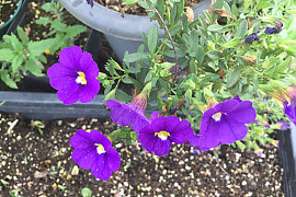 밀리엄벨 - Petunia hybrida E.Vilm.