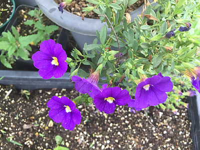 밀리엄벨 사진 - Petunia hybrida E.Vilm. Photos