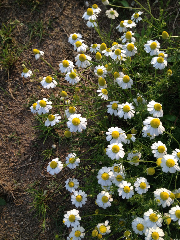 케모마일 - camomile, Matricaria chamomilla