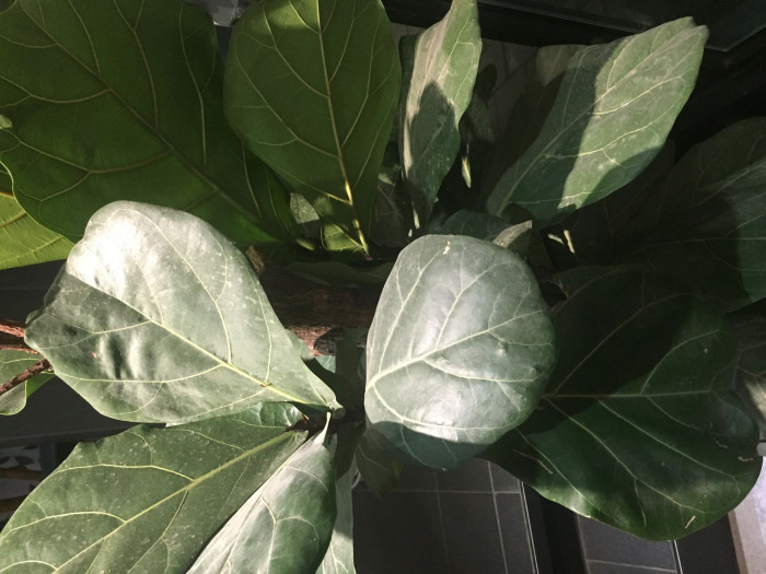 떡갈잎고무나무 - Ficus lyrata