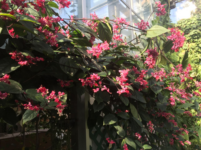 클레로덴드럼 톰소니에 - Bleeding-heart vine, Clerodendrum Thomsoniae