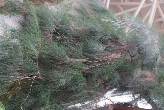 카수아리나 리토랄리스 - Casuarina littoralis Salisb.