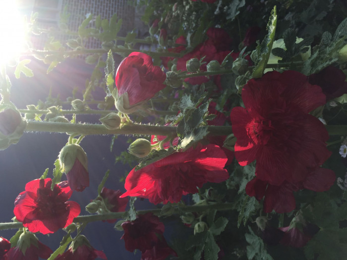 접시꽃 - Alcea rosea, Althaea rosea