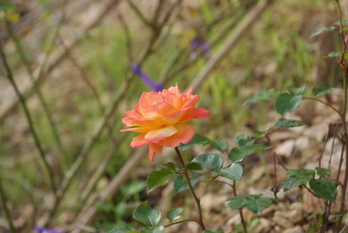 장미 - Rose, Rosa hybrida