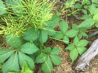 미국담쟁이덩굴 사진 - Parthenocissus quinquefolia (L.) Planch. Photos