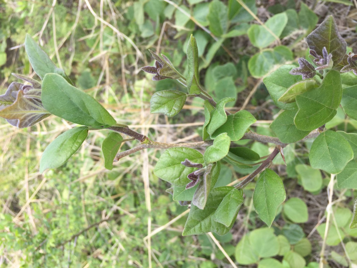 꾸지뽕나무 - Cudrania  tricuspidata, Cudrania tricuspidata (Carr.) Bureau ex Lavallee