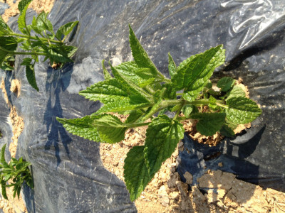 초석잠 사진 - Stachys sieboldii Miq. Photos