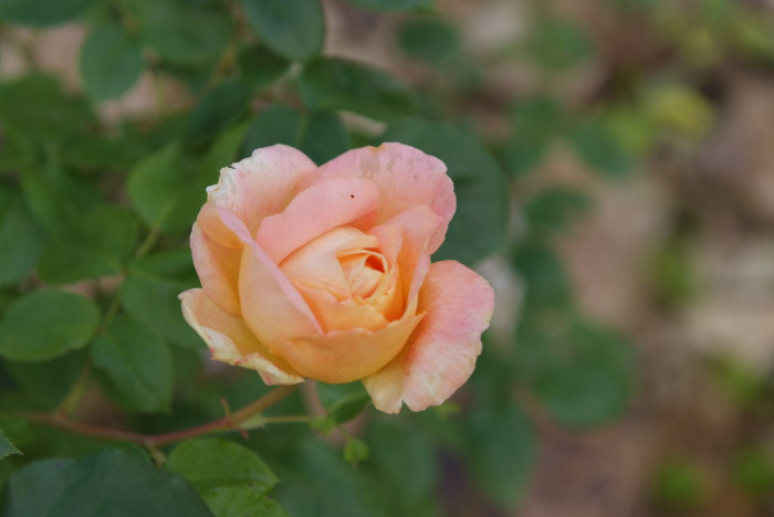장미 - Rose, Rosa hybrida