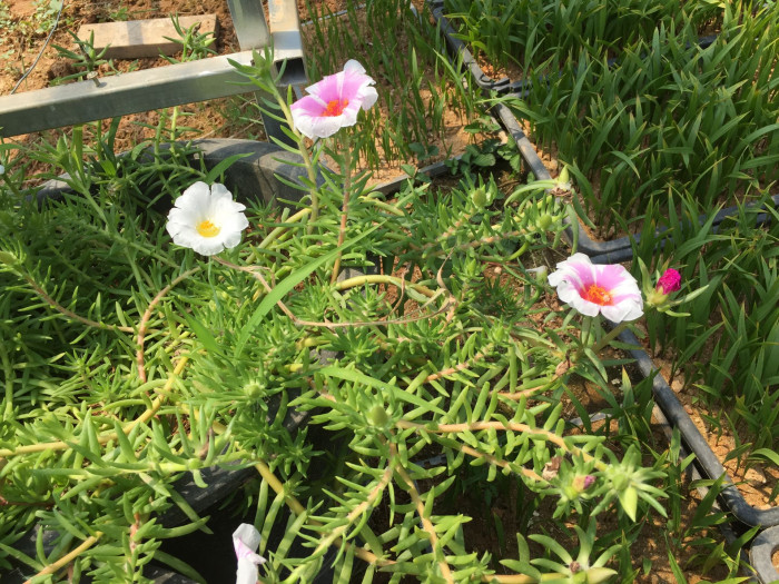채송화 - 호, Portulaca grandiflora Hooker