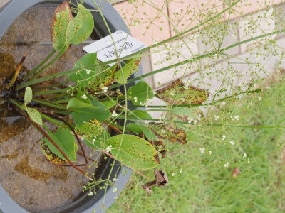 질경이택사 사진 - Alisma orientale (Sam.) Juz. Photos