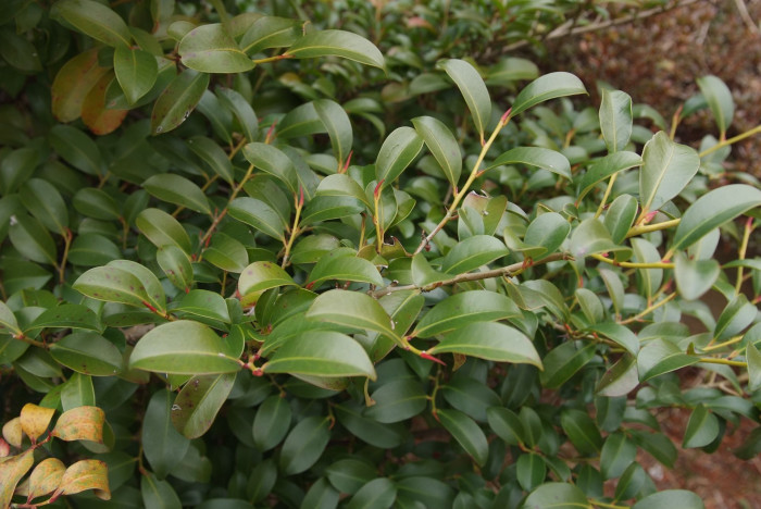 비쭈기나무 - Cleyera japonica Thunb.