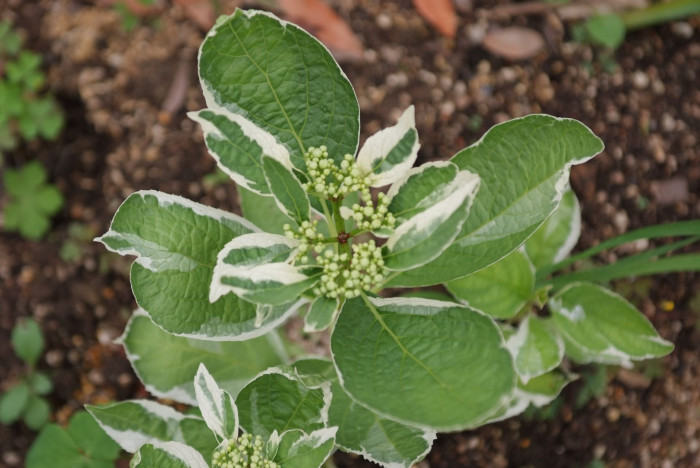 수국 - Hydrangea, Hydrangea macrophylla (Thunb.) Ser. for. otaksa (Siebold & Zucc.) E. H. Wilson