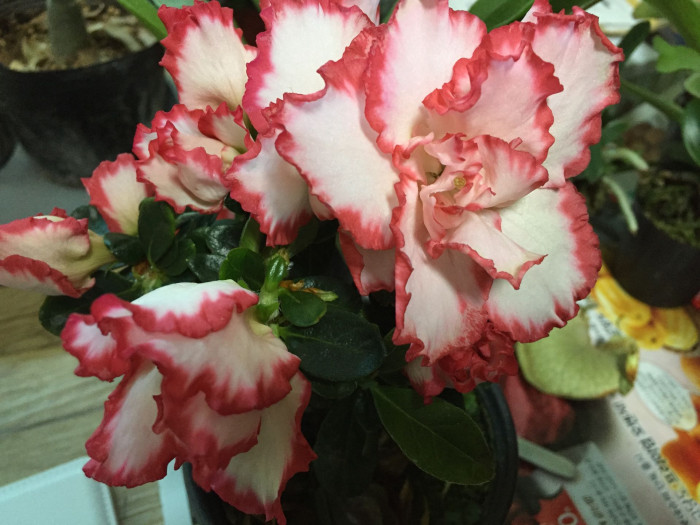 아젤리아 - Azalea, Rhododendron indica
