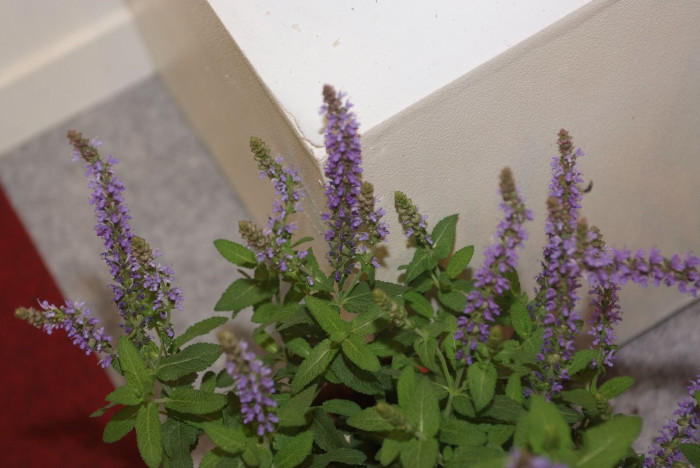 사루비아 - fire sage,, Salvia splendens Ker.