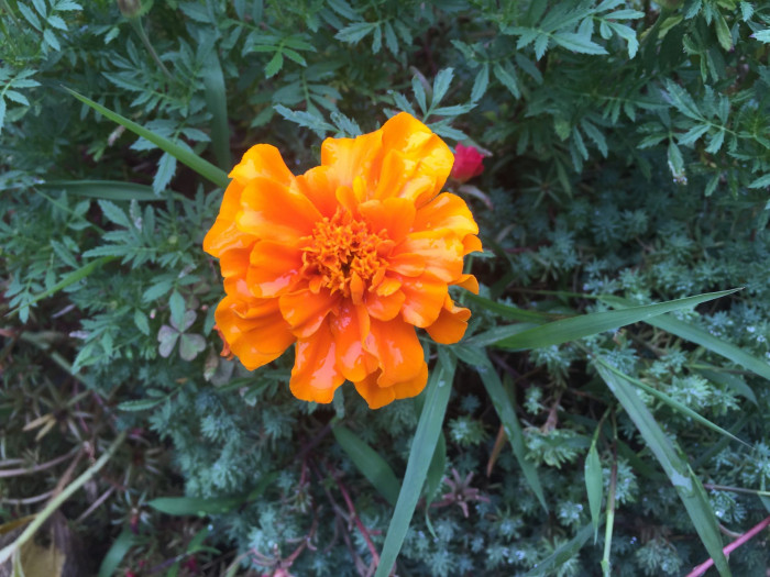 만수국 - Mari gold, Tagetes patula L.