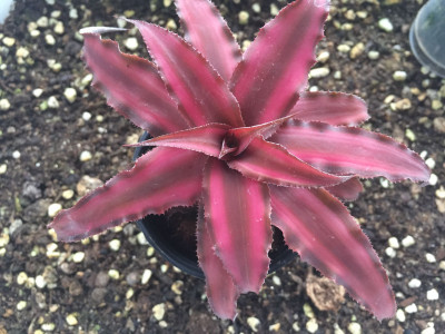 크립탄서스 사진 - Cryptanthus spp. Photos