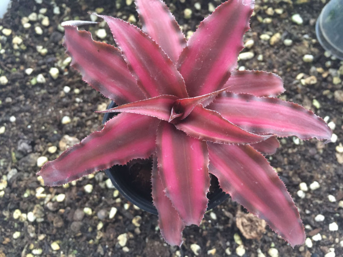 크립탄서스 - Earth stars, Starfish plant, zebra plant, Cryptanthus spp.