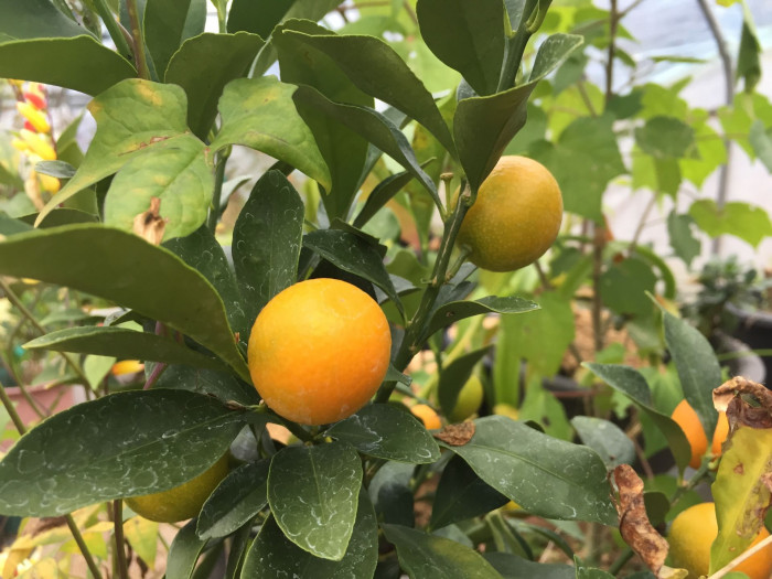 금귤 - Kumquat, Fortunella japonica
