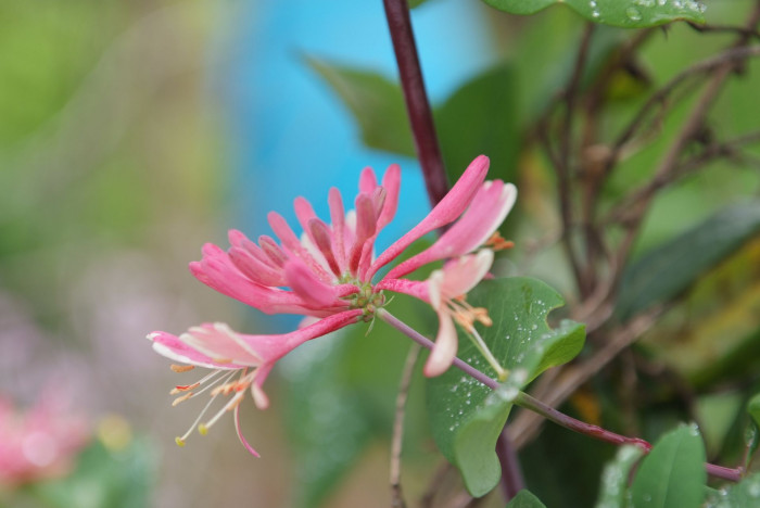 붉은인동 - Honey suckle, Lonicera periclymenum L.