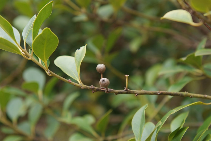 감탕나무 - Ilex integra Thunb.