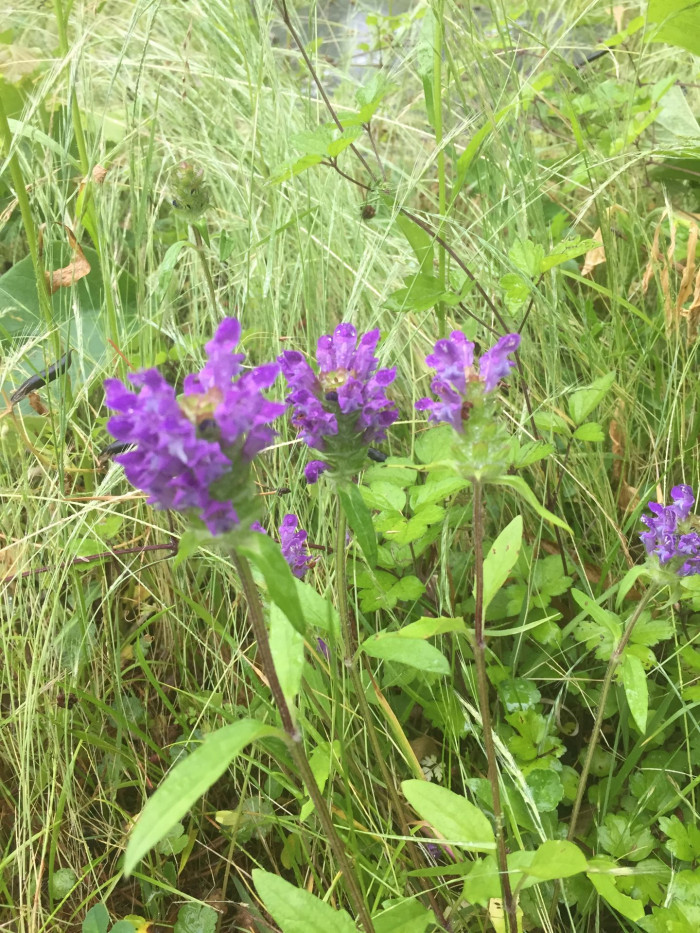 꿀풀 - Prunella vulgaris var. lilacina