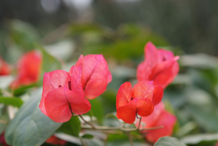 부겐베리아 - paper flower, Bougainvillea glabra