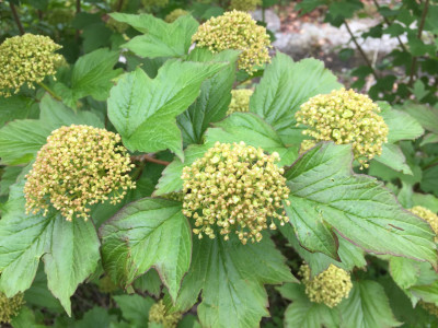 불두화 사진 - Viburnum opulus for. hydrangeoides (Nakai) Hara Photos