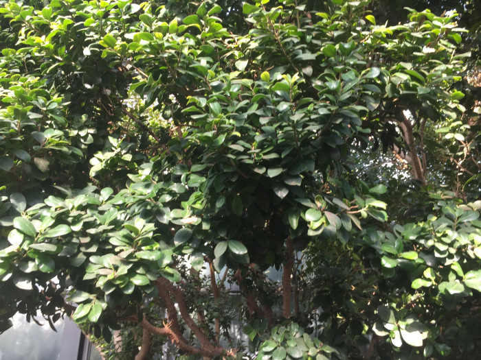 대만고무나무 - Ficus retusa