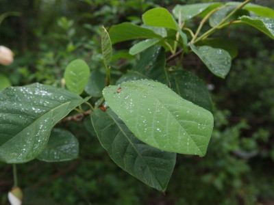함박꽃나무 사진 - Magnolia sieboldii K.Koch Photos