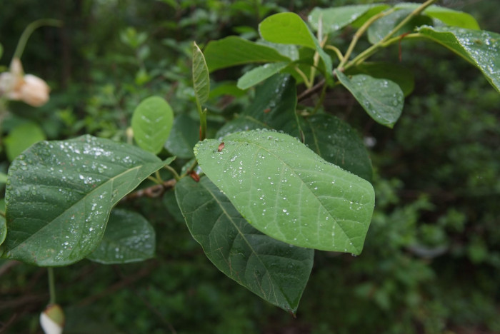 함박꽃나무 - Magnolia sieboldii K.Koch