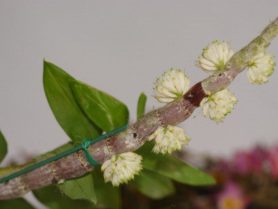 덴드로비움 사진 - Dendrobium Photos