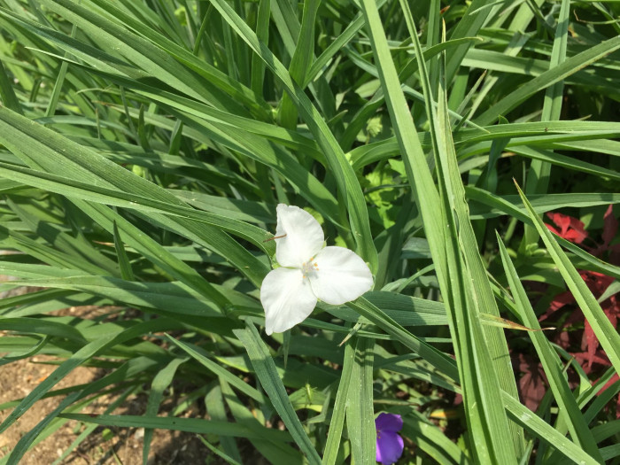 자주달개비 - Tradescantia ohiensis Raf.