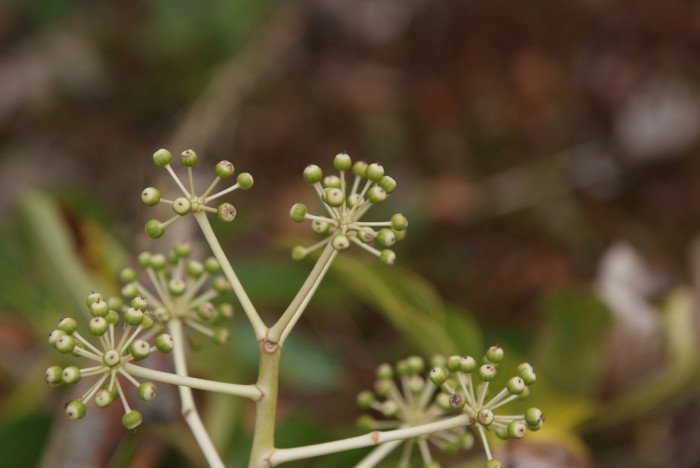 팔손이 - False aralia, Fatsia japonica (Thunb.) Decne. & Planch.