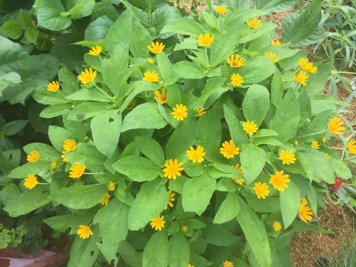 멜란포디움 - Medallion plant, Butter Daisy, Star Daisy, Gold Medallion Flower, Melampodium paludosum