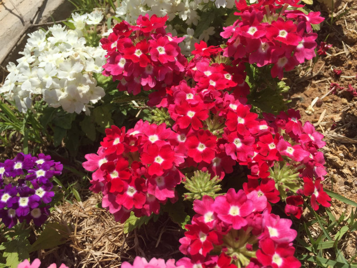 버베나 - Verbena, Garden verbena, Verbena hybrida
