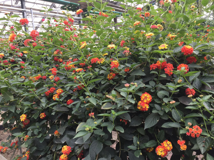 란타나 - Spanish Flag, West Indian Lantana, Lantana camara