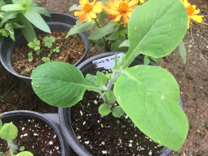 테슬플라워 - Tassel Flower, Emilia coccinea