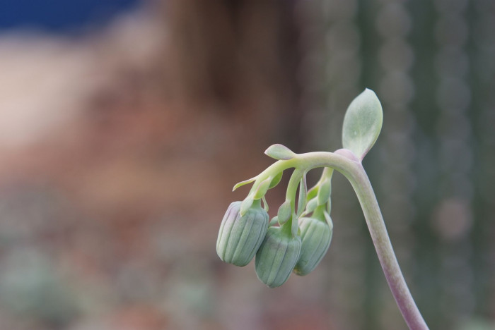 칠석정 - Senecio fulgens